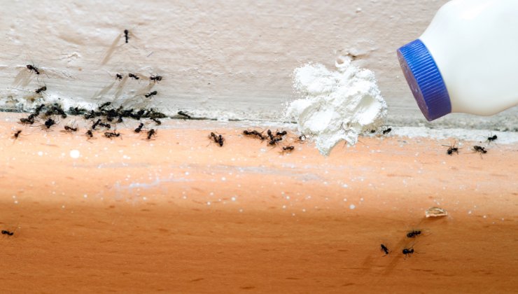 Formiche in casa-eliminale con questo prodotto economico